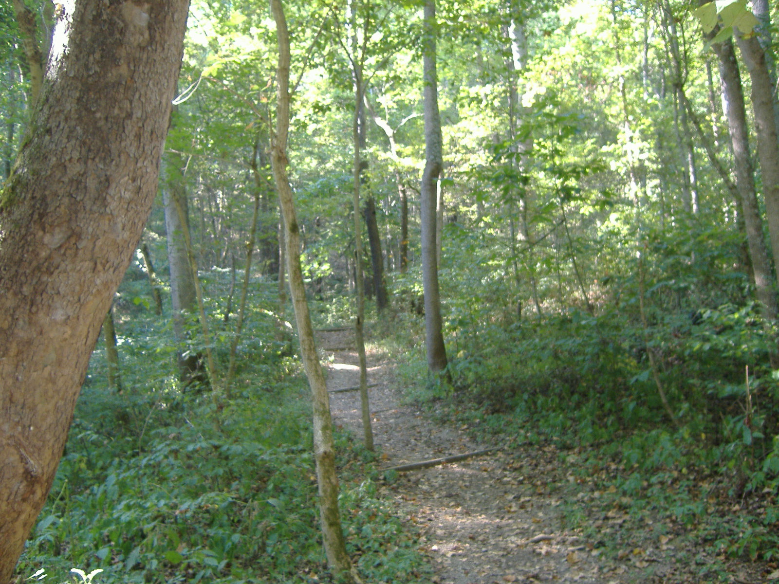 Trail 3 leading from the Rose Island section, where the ruggedness start