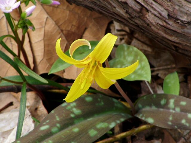 Yellow trout-lily