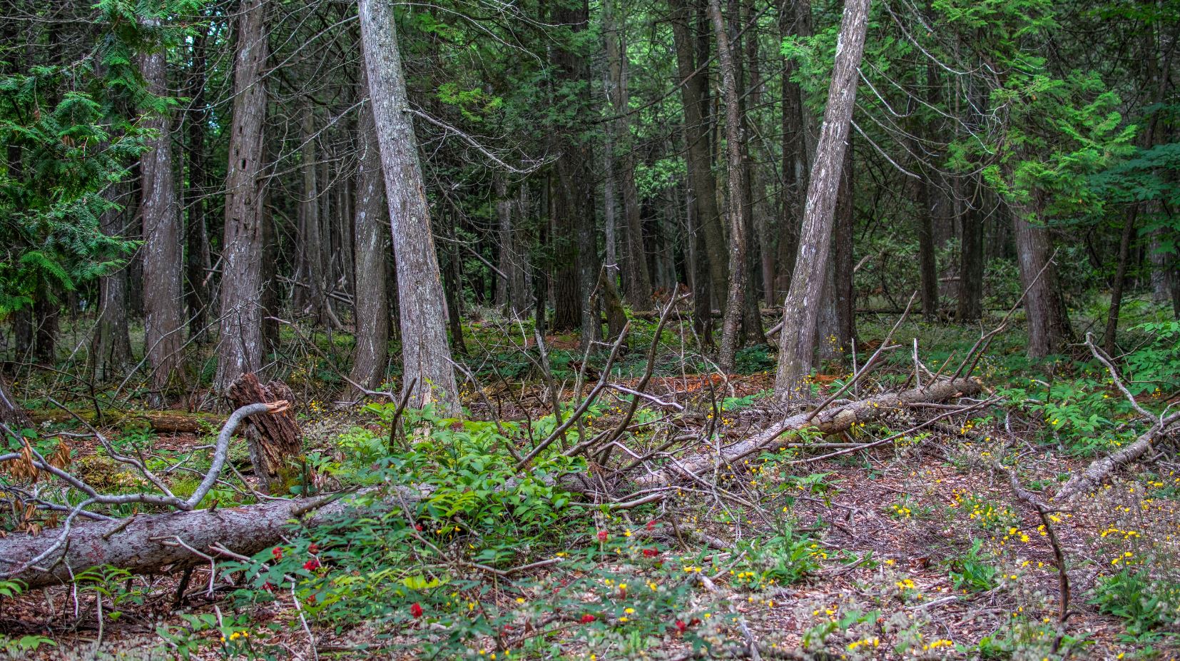 Extensive forests cover the core of Mackinac Island