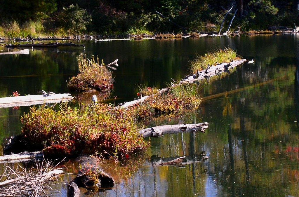 Floating logs on Cub Lake support bog plants