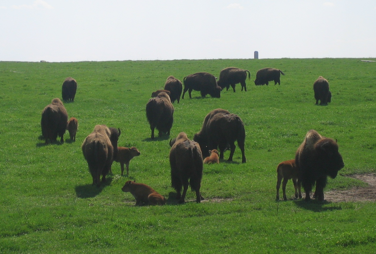 Bison herd in the park in spring