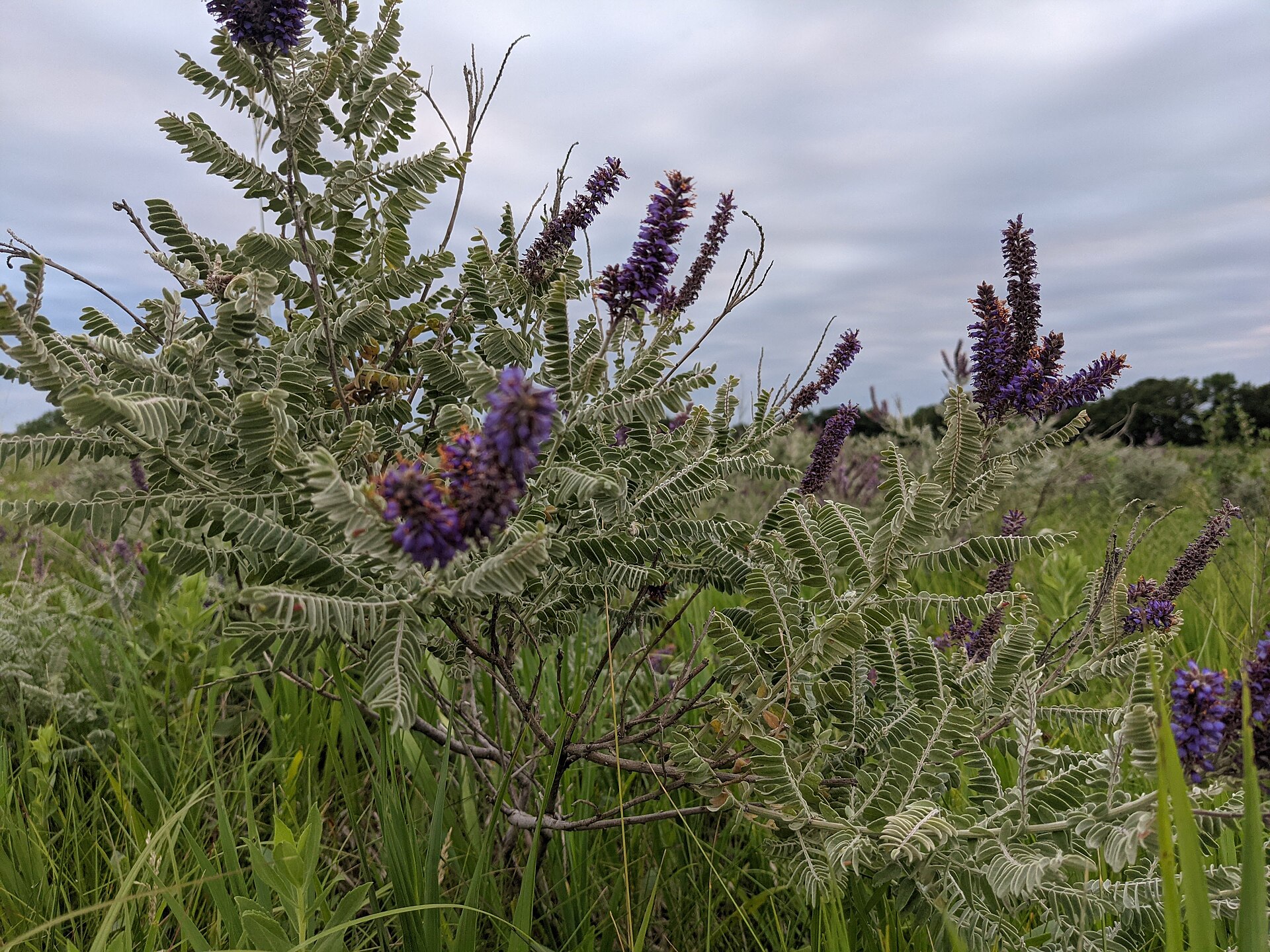 Amorpha canescens Lead Plant