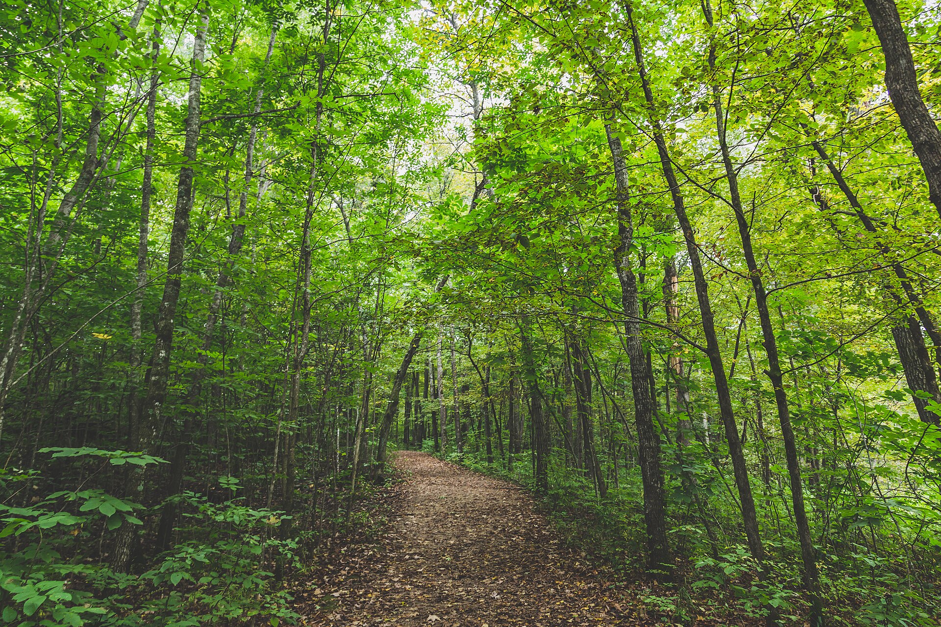 Nerstrand-Big Woods State Park