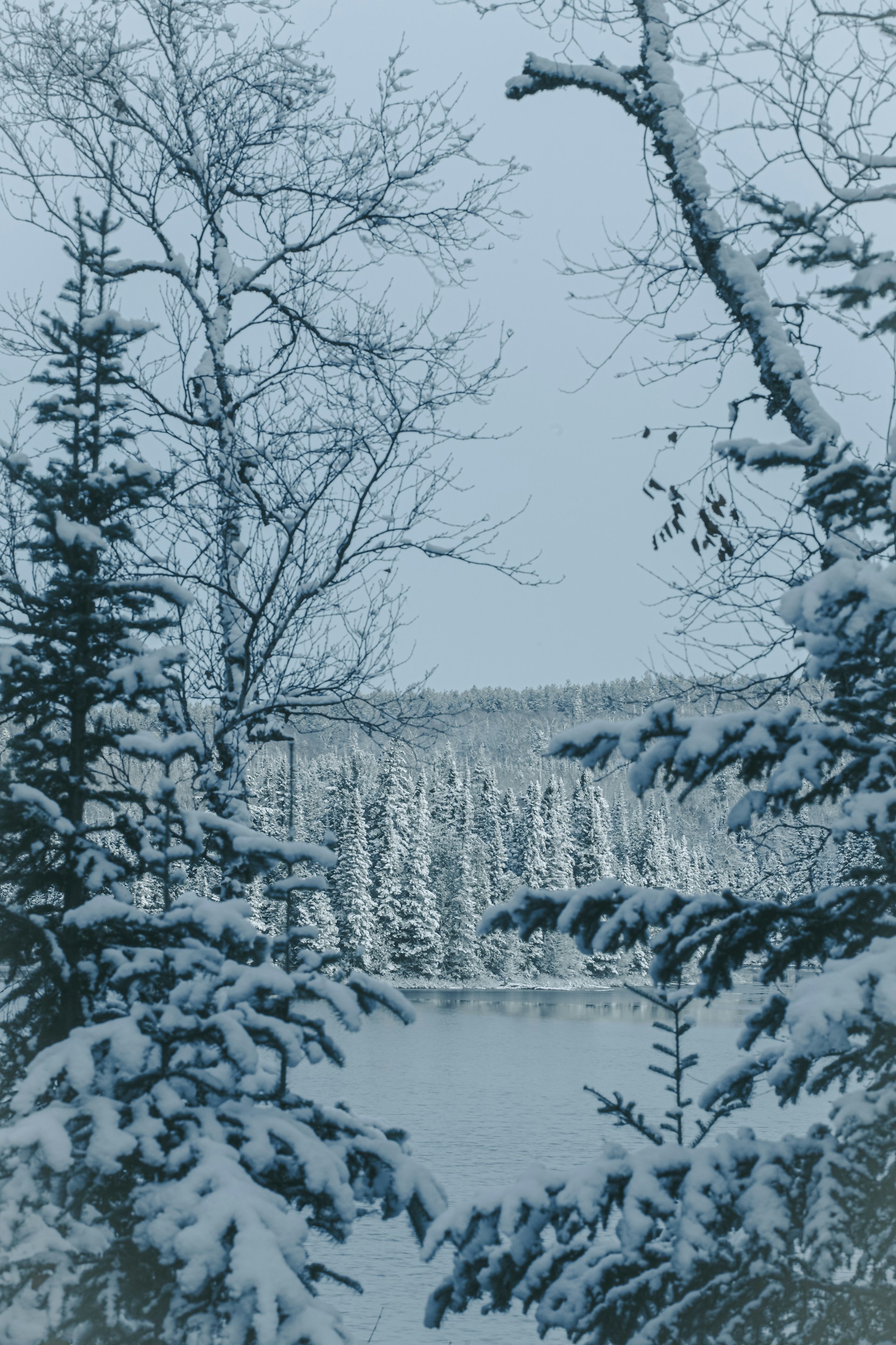 Superior National Forest