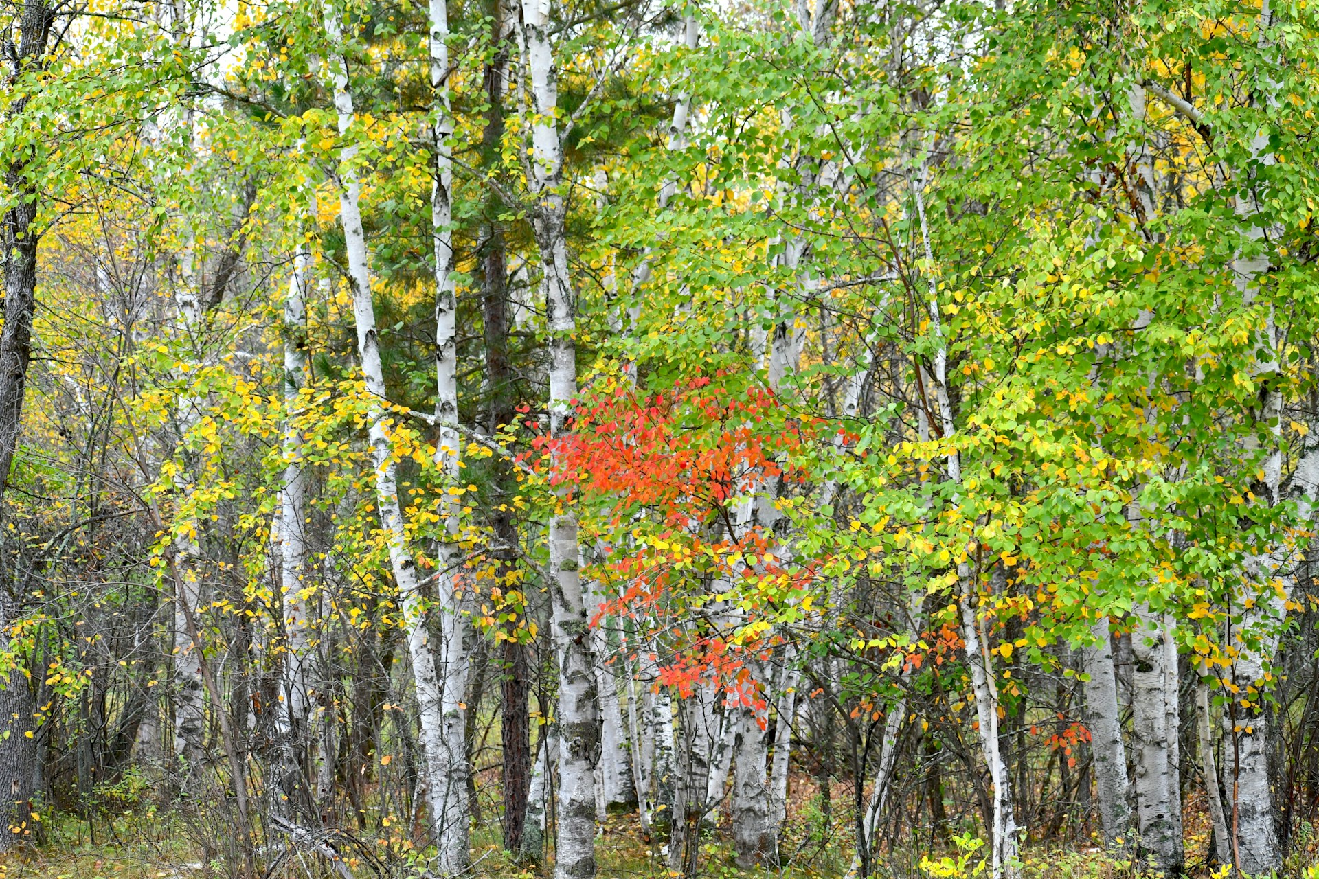 Superior National Forest