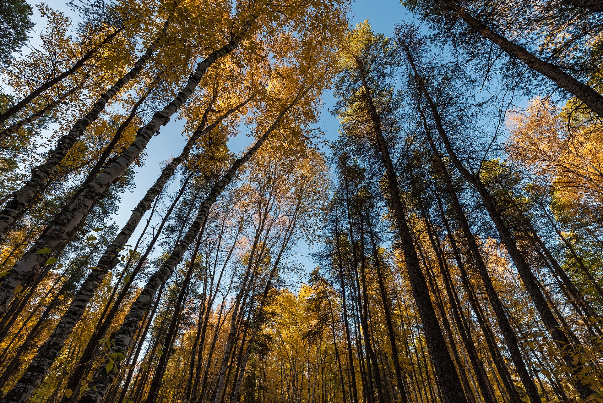 Autumn colors in the park
