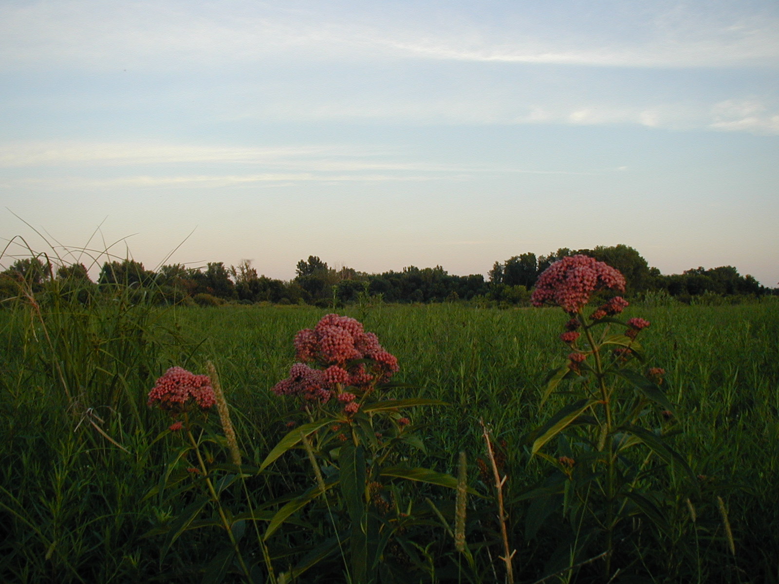 Governor Nelson State Park prairie wildflowers