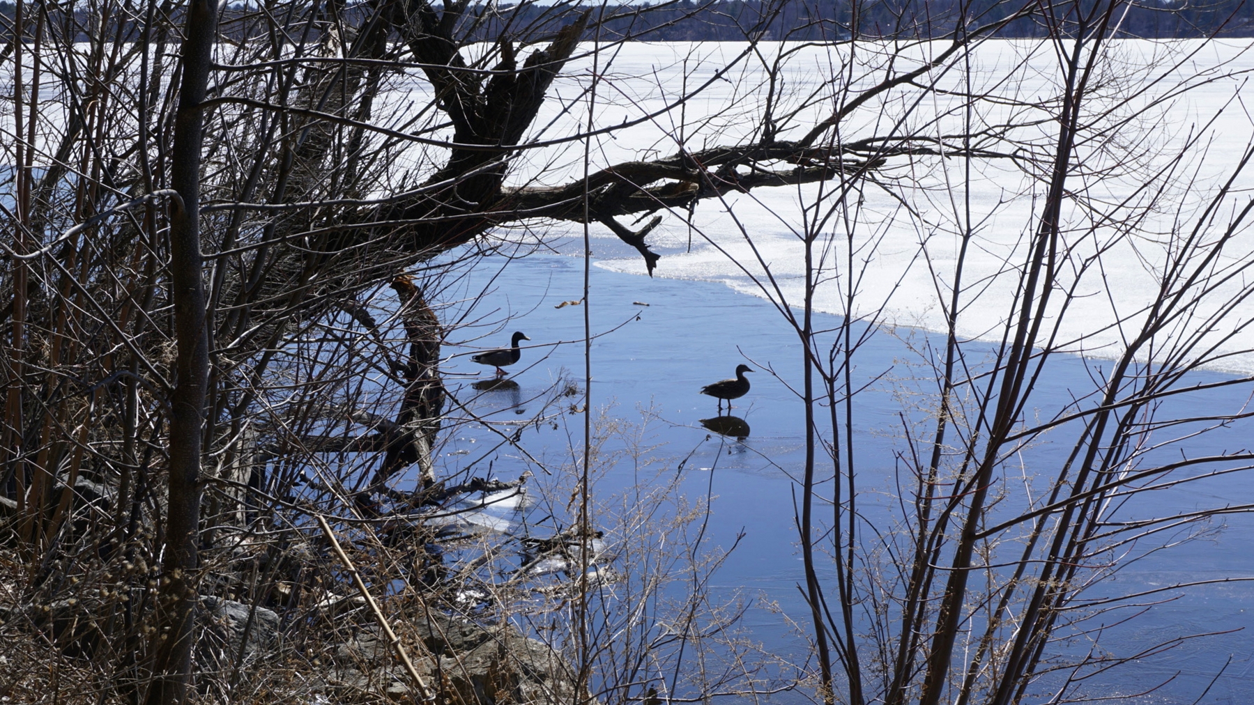 Two ducks out for a stroll at Lake Wissota