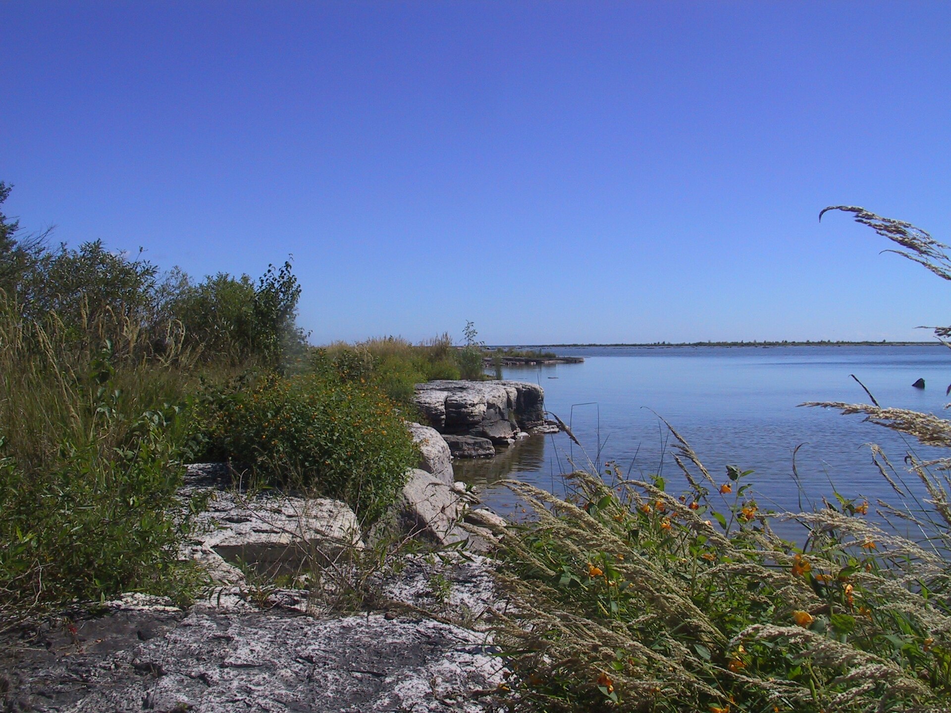Duck Bay along Newport Trail with reed canary grass (Phalaris arundinacea) and orange jewelweed (Impatiens capensis) flowers, September
